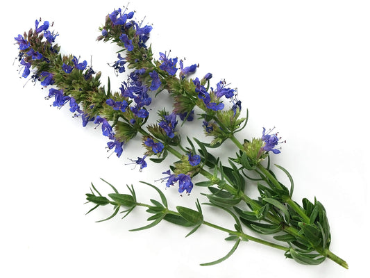 Hyssop Herb: Purification, Protection, and Ancient Rituals