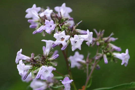 Yerba Santa: The Sacred Herb of Spiritual Elevations