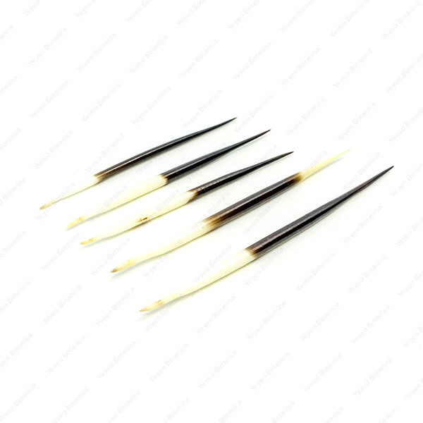 Porcupine Quills - Altar Supplies & Spiritual Tools