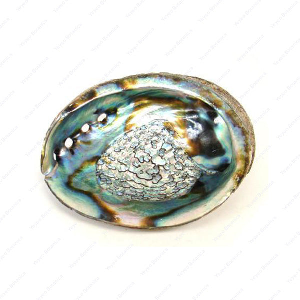 Abalone Shell