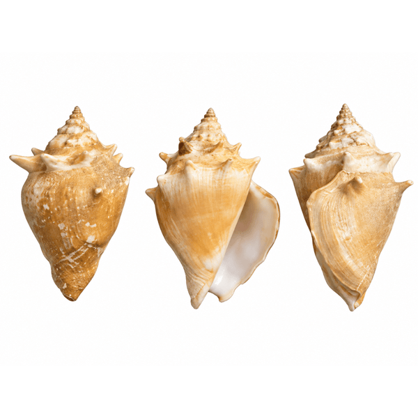 Conch Shells - 3 Pack - Yeyeo Botanica