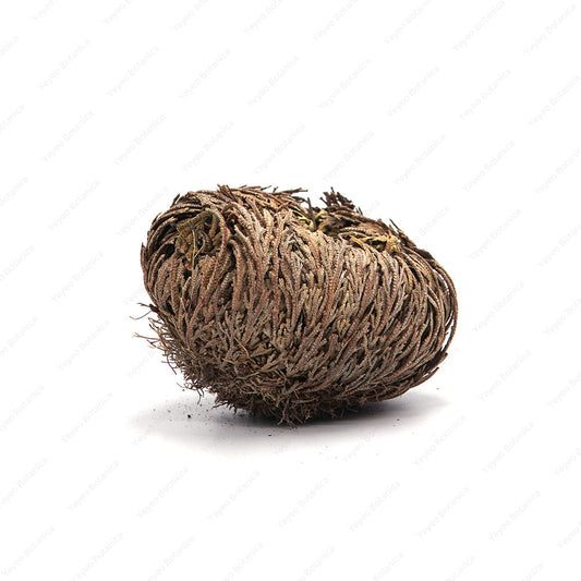 Rose Of Jericho