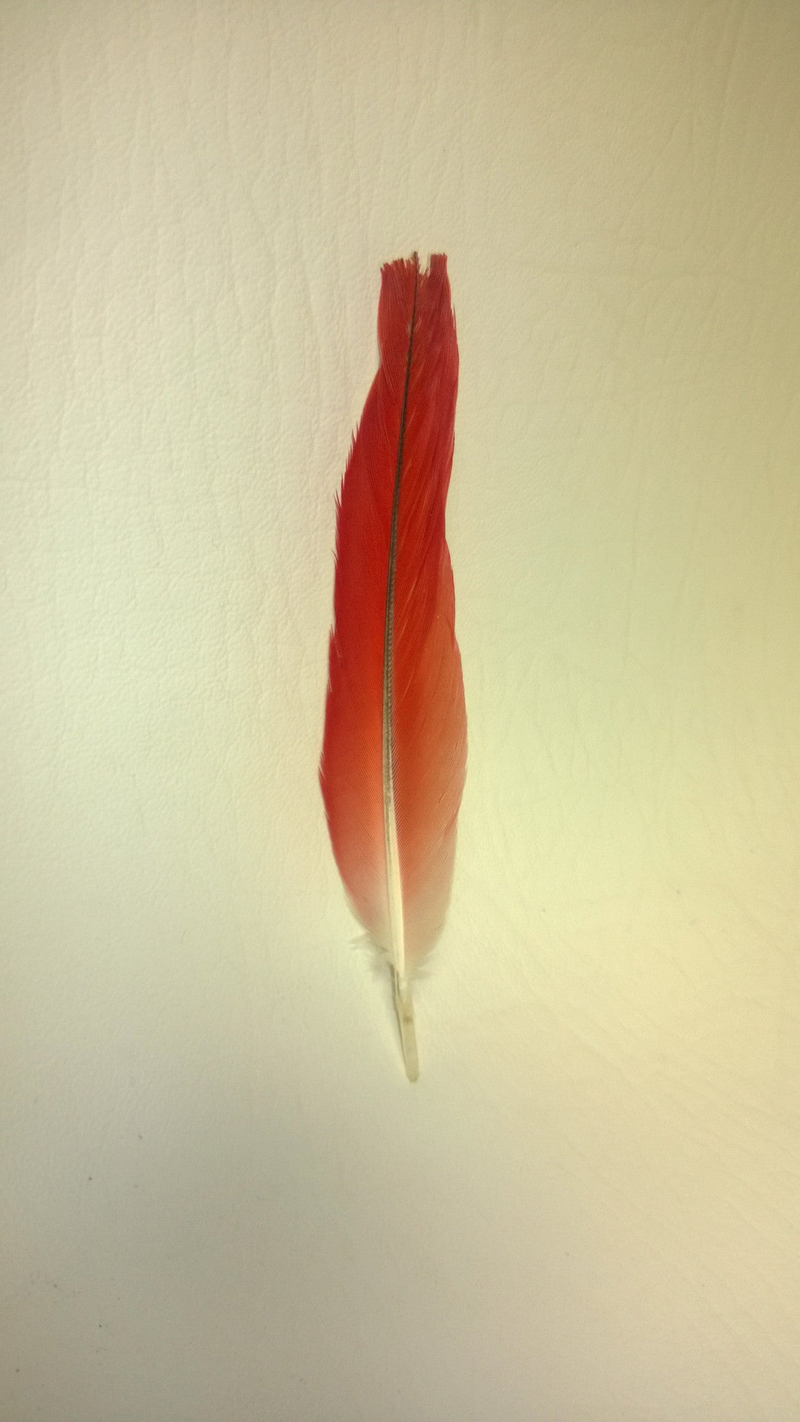 Red Parrot Feather - Ikodide-Loro