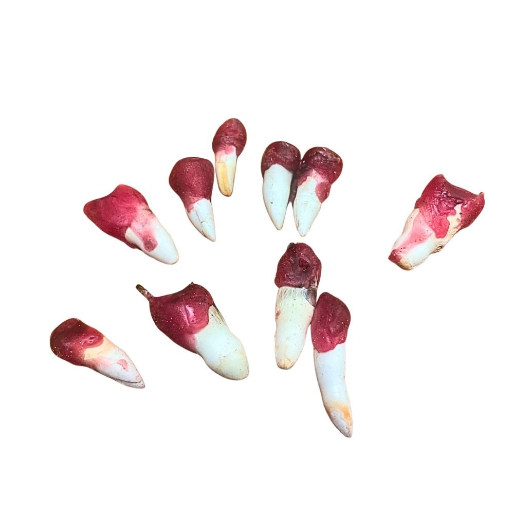 Alligator Teeth-Fixed - Yeyeo Botanica