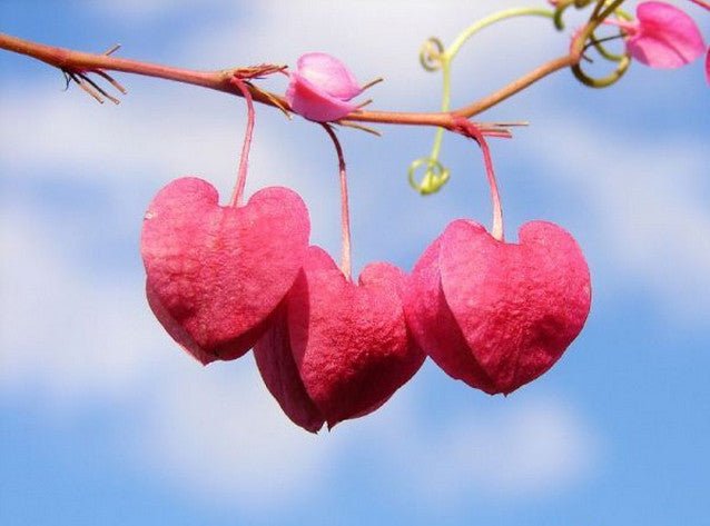 Love is in the air! - Yeyeo Botanica