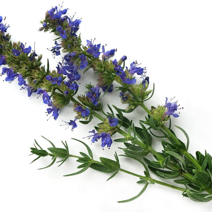Hyssop Herb: Purification, Protection, and Ancient Rituals