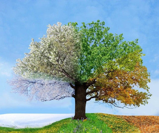 Eggun-Our Ancestors & Spiritual Foundation - Yeyeo Botanica