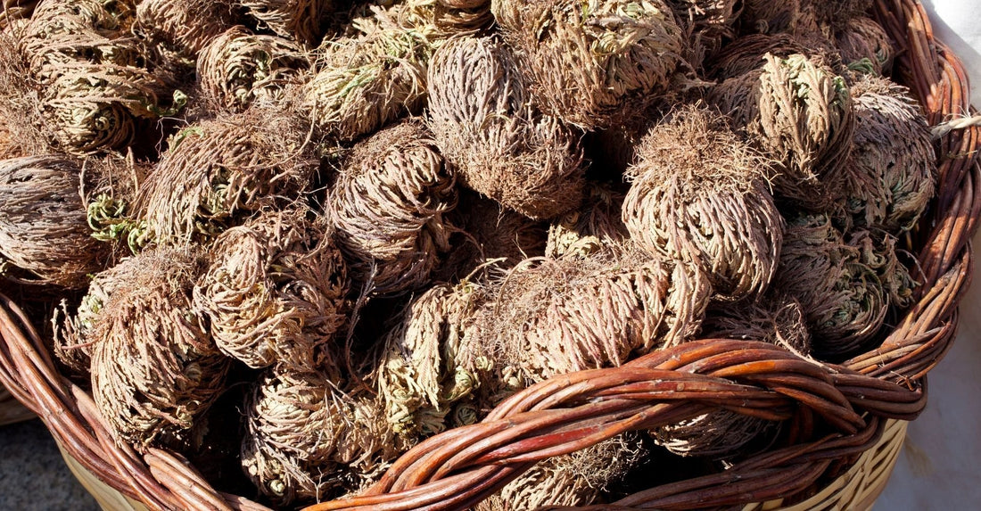 How To Use Rose of Jericho - Yeyeo Botanica
