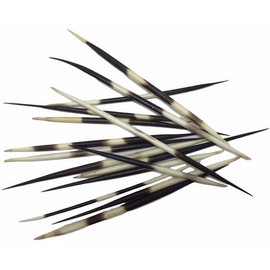 The Spiritual Significance of Porcupine Quills: A Deep Dive into an Ancient Tool (Video on our channel!) - Yeyeo Botanica