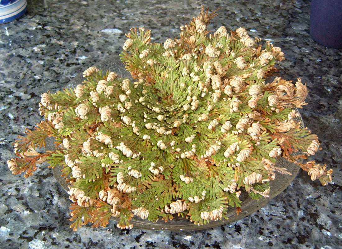 Rose of Jericho and it's Spiritual Uses - Yeyeo Botanica