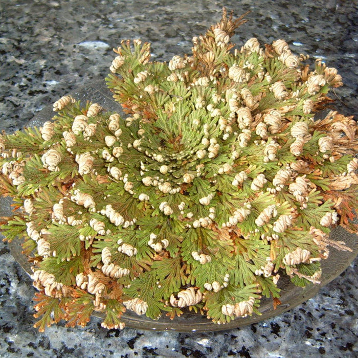 Rose of Jericho and it's Spiritual Uses