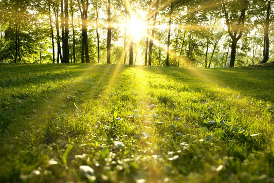 Celebrate the Spring Equinox - Yeyeo Botanica
