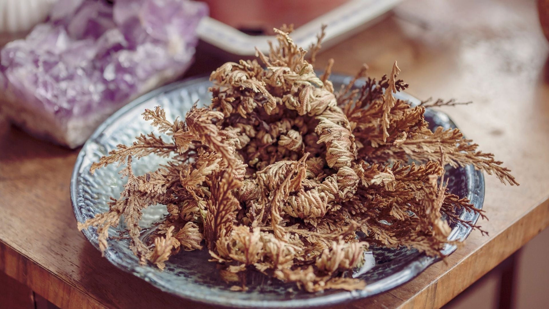 What Does the Rose of Jericho Symbolize?