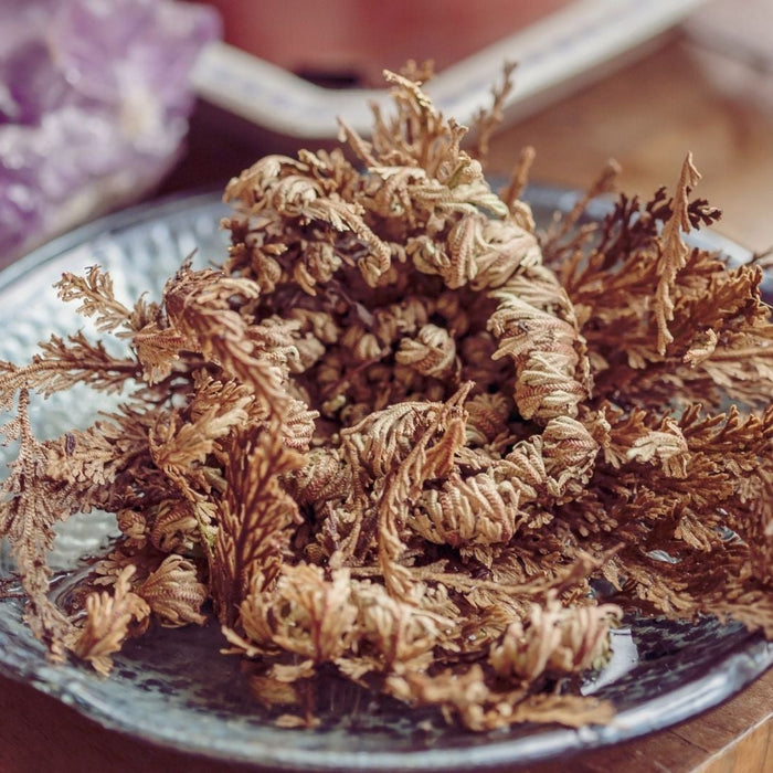 What Does the Rose of Jericho Symbolize?