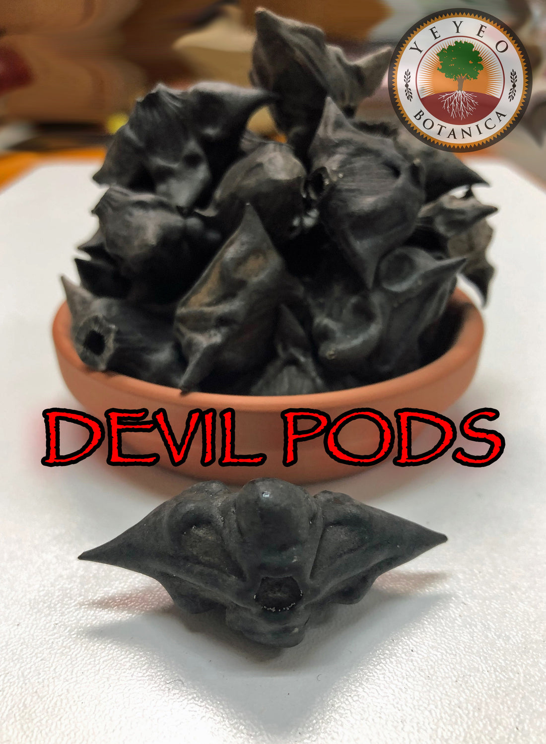 Devil Pods and their Magical Uses