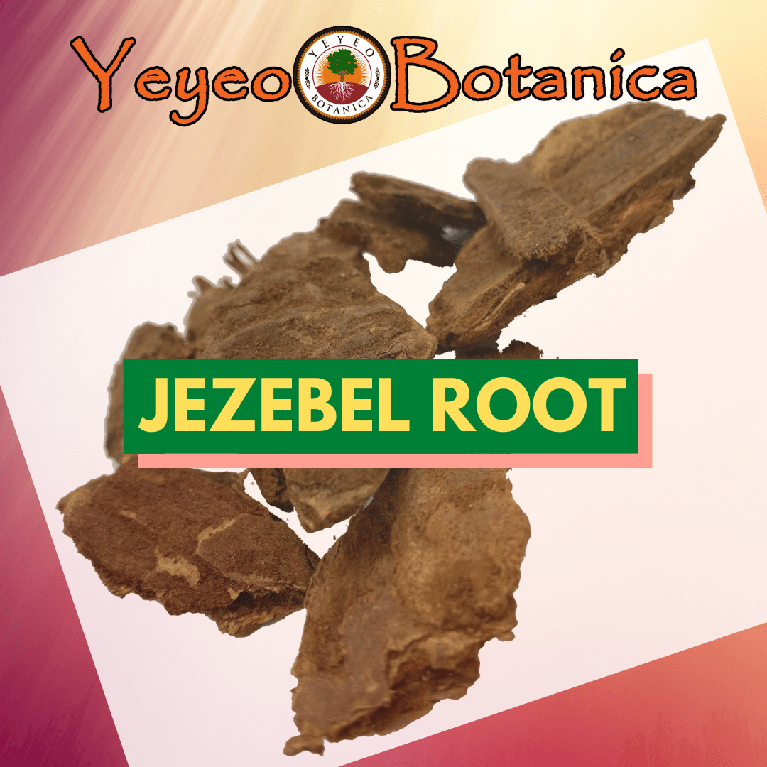 Jezebel Root for Money Drawing - Yeyeo Botanica