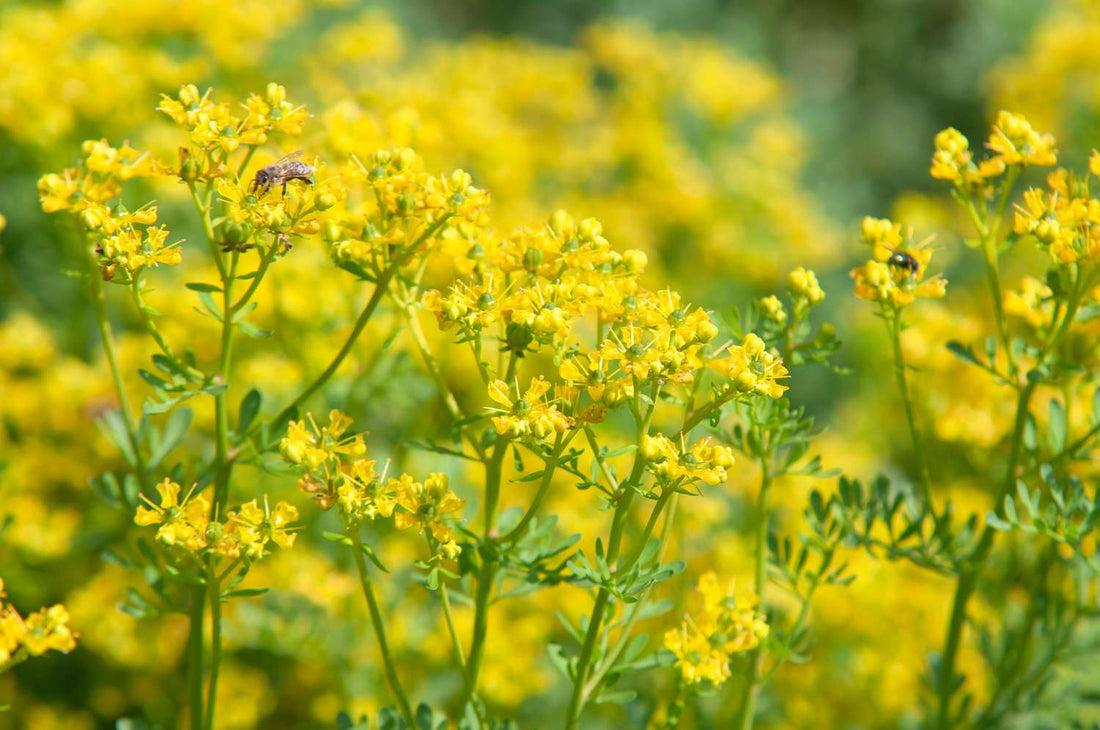 The Enchanted Essence of Rue Herb: History, Healing, and Spiritual Harmony