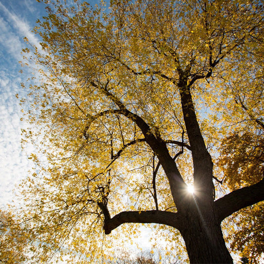 Prayer to the Ancestors-By Elemi of Yeyeo Botanica
