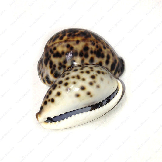 Tiger Cowrie 3"