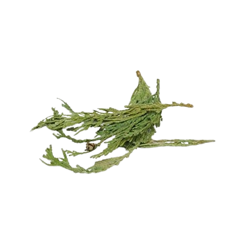 Cedar Tips – Yeyeo Botanica