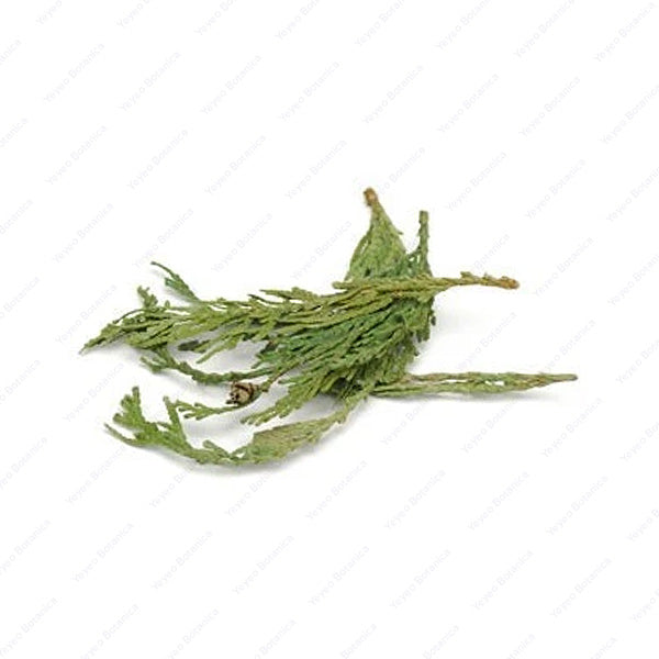 Cedar Tips – Yeyeo Botanica