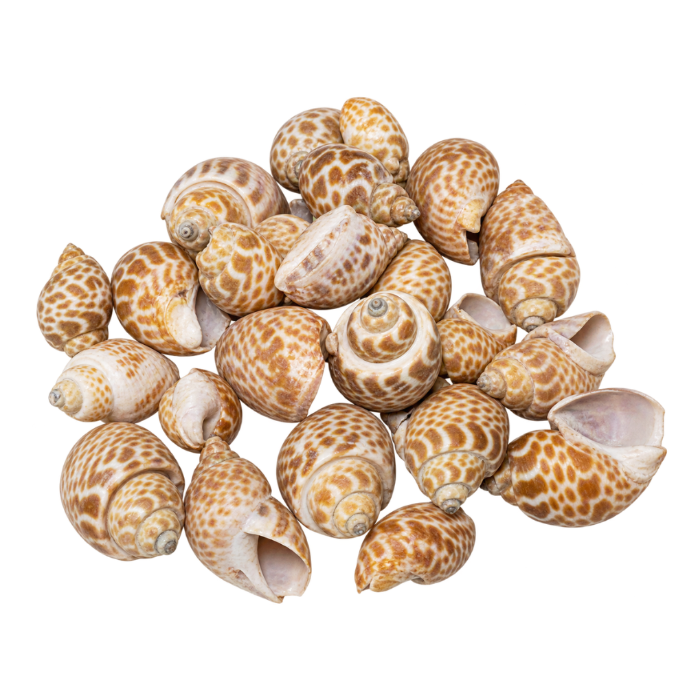 Babylonia Sea Shell Pack