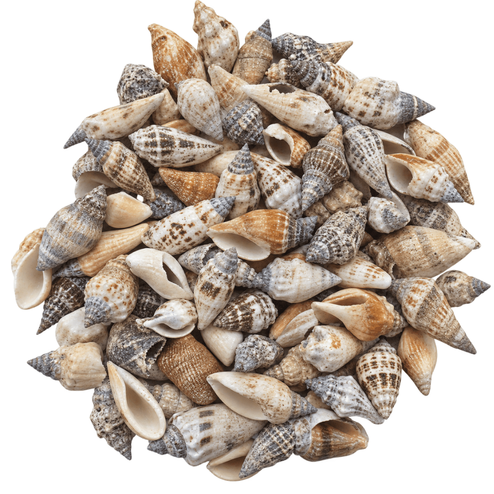 Brown Chula Sea Shell Mix - Yeyeo Botanica