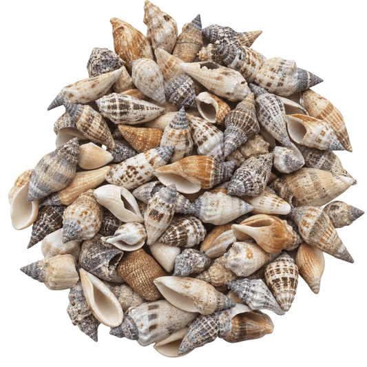 Brown Chula Sea Shell Mix - Yeyeo Botanica