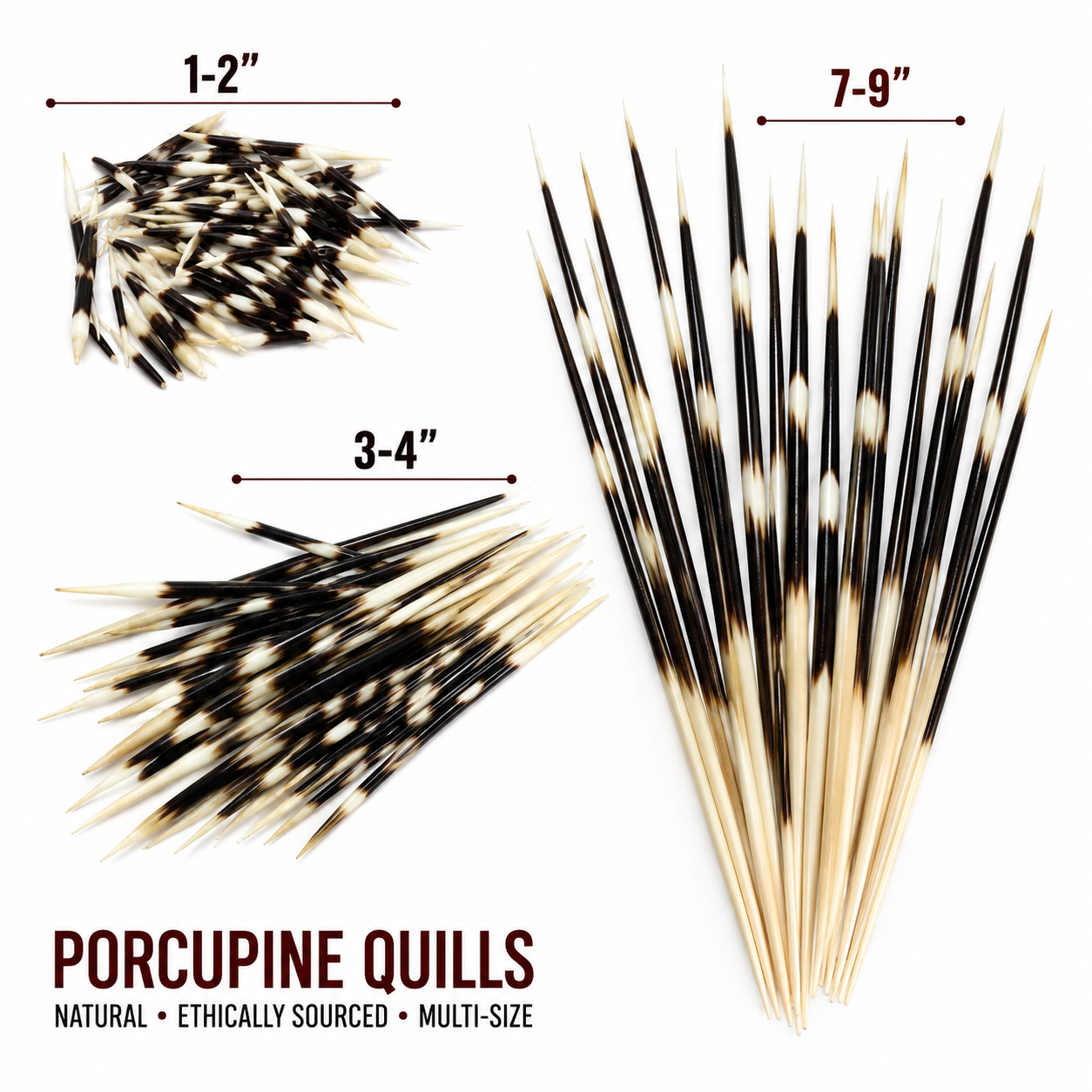 Porcupine Quills