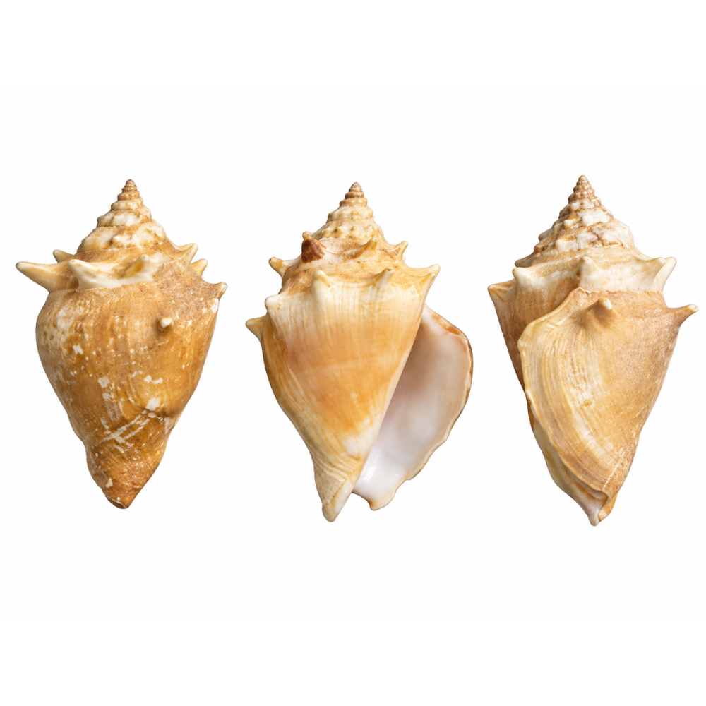 Conch Shells - 3 Pack
