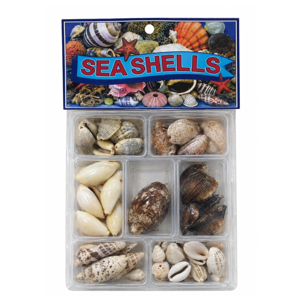 Cowrie Shell Collection Box