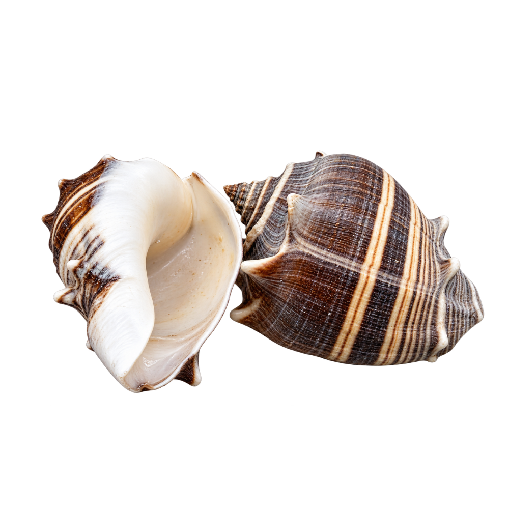 Crown Conch Sea Shells – 6 Pack