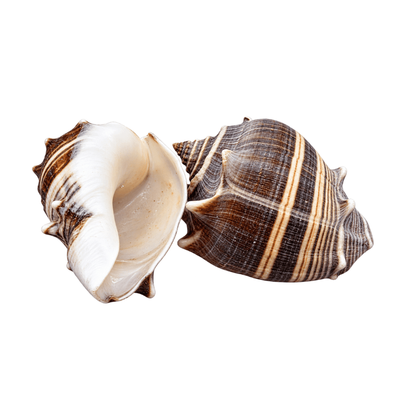 Crown Conch Sea Shells – 6 Pack - Yeyeo Botanica