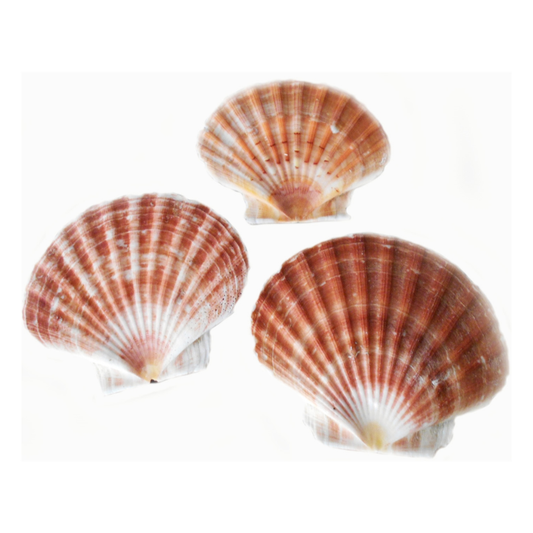 Seashells Irish Flat - 3 Pack