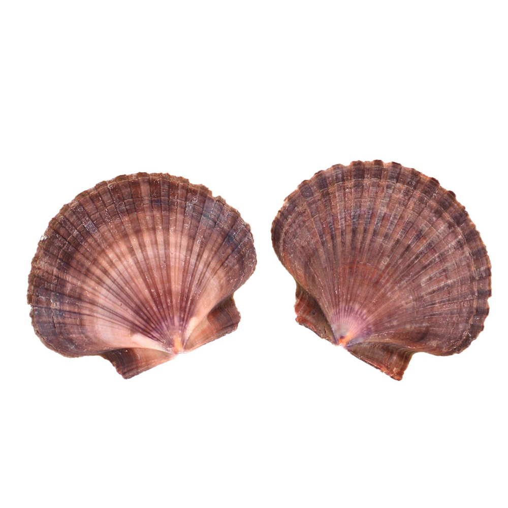 Flat Shells - 2 Pack