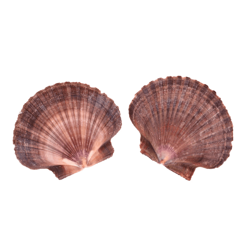Lion's Paw Shells - 2 Pack - Yeyeo Botanica