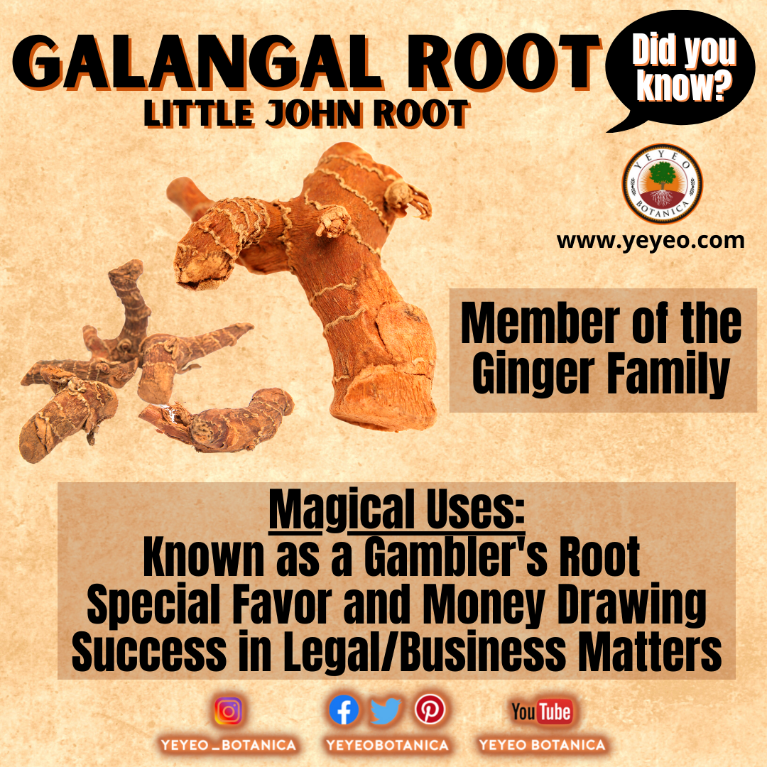 Galangal Little John Root