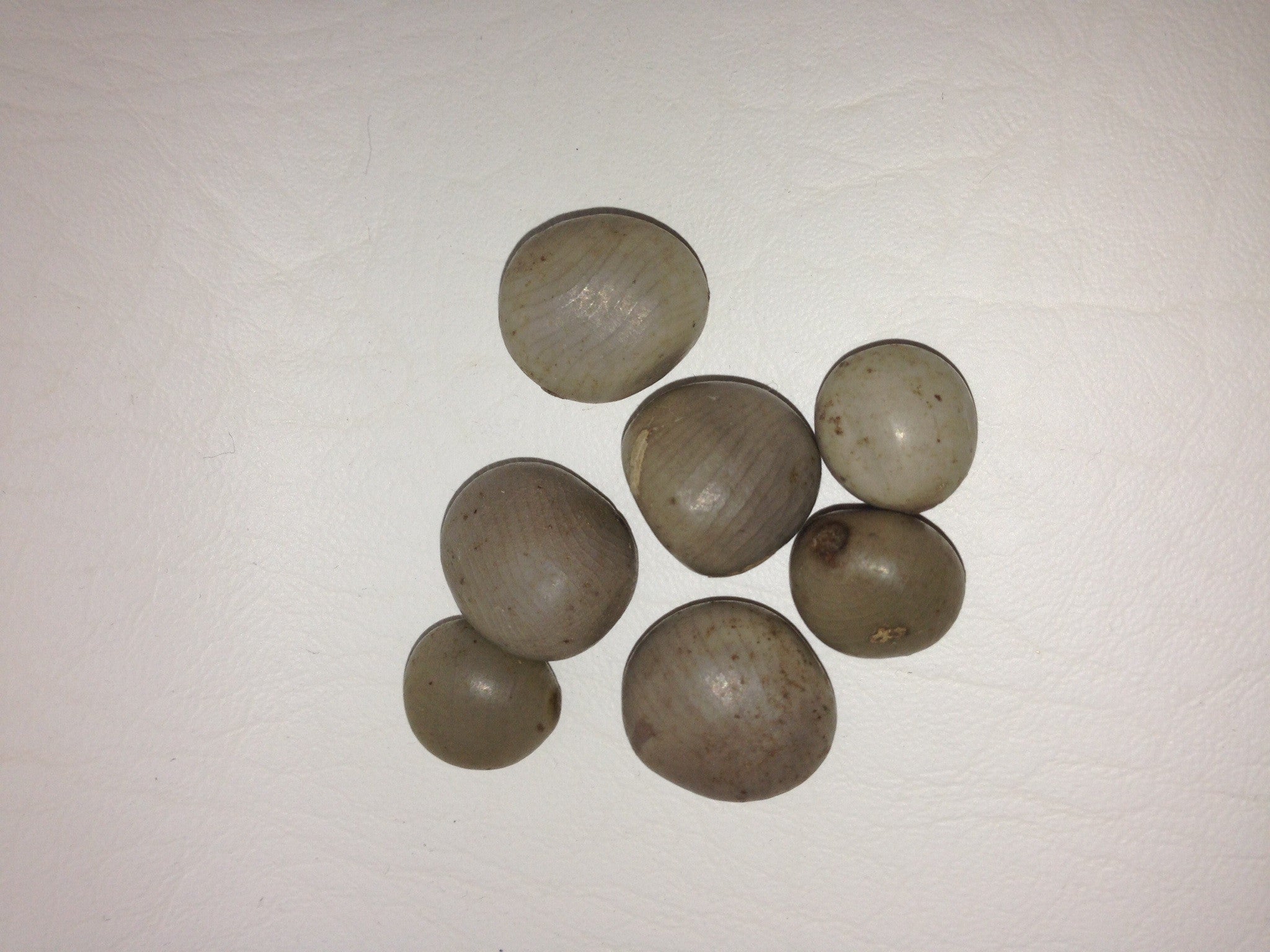 Nickernut Beanshell Nickernut | Altar Supplies & Spiritual Tools | Yeyeo Botanica