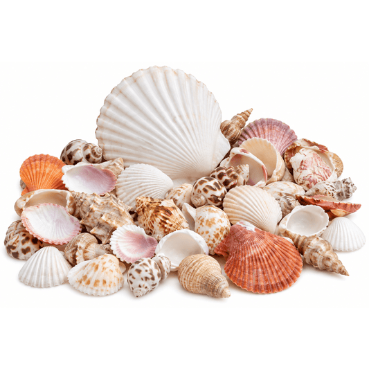 Deep Irish Flat And Mixed Sea Shells Pack - Yeyeo Botanica