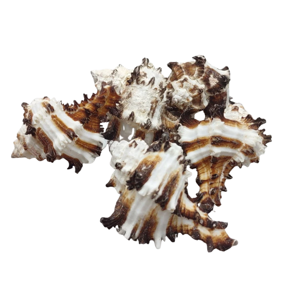 Murex Sea Shell - 5 Pack