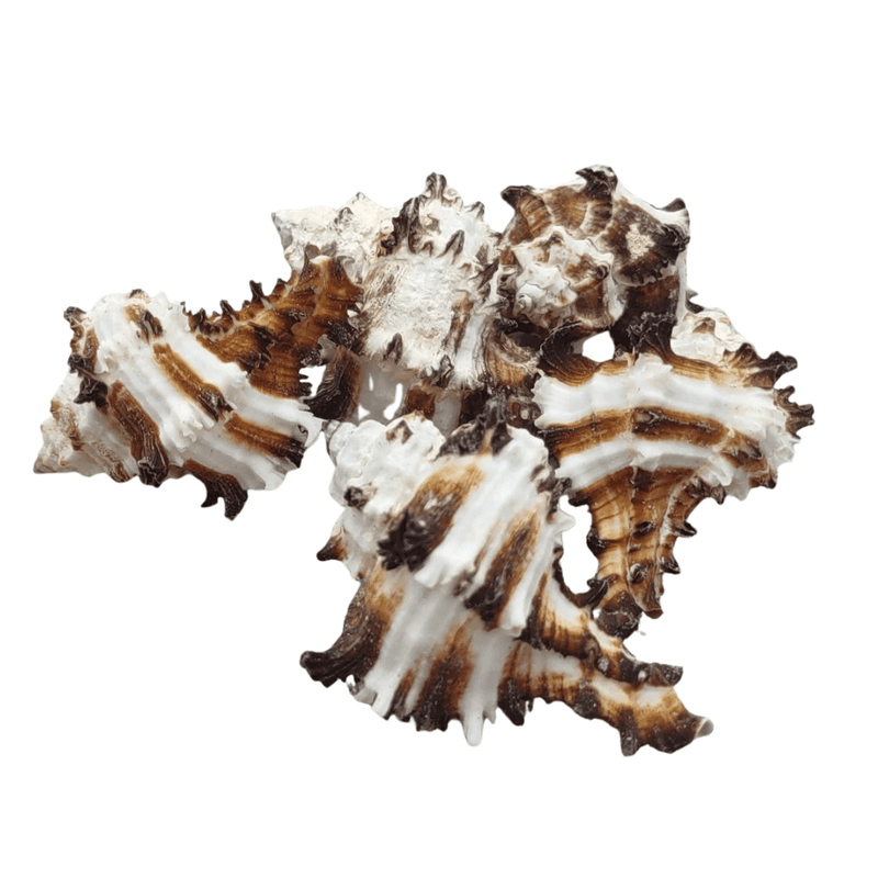 Murex Sea Shell - 5 Pack - Yeyeo Botanica