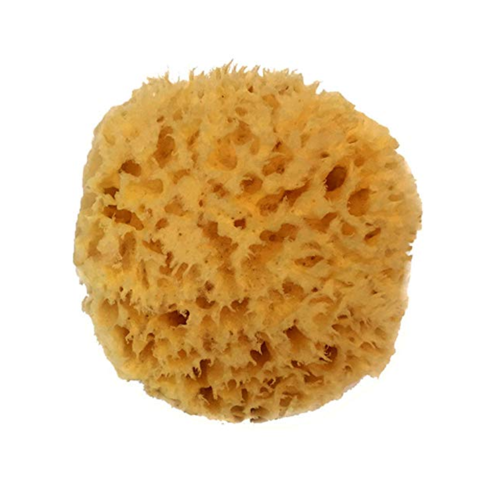 Natural Sea Sponge