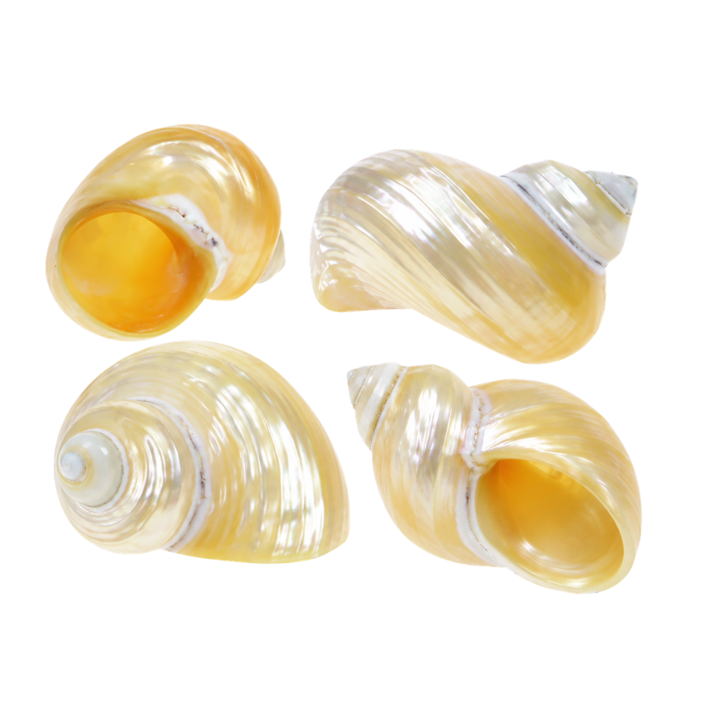 Polished Gold Mouth Turbo Sea Shells - 4 Pack