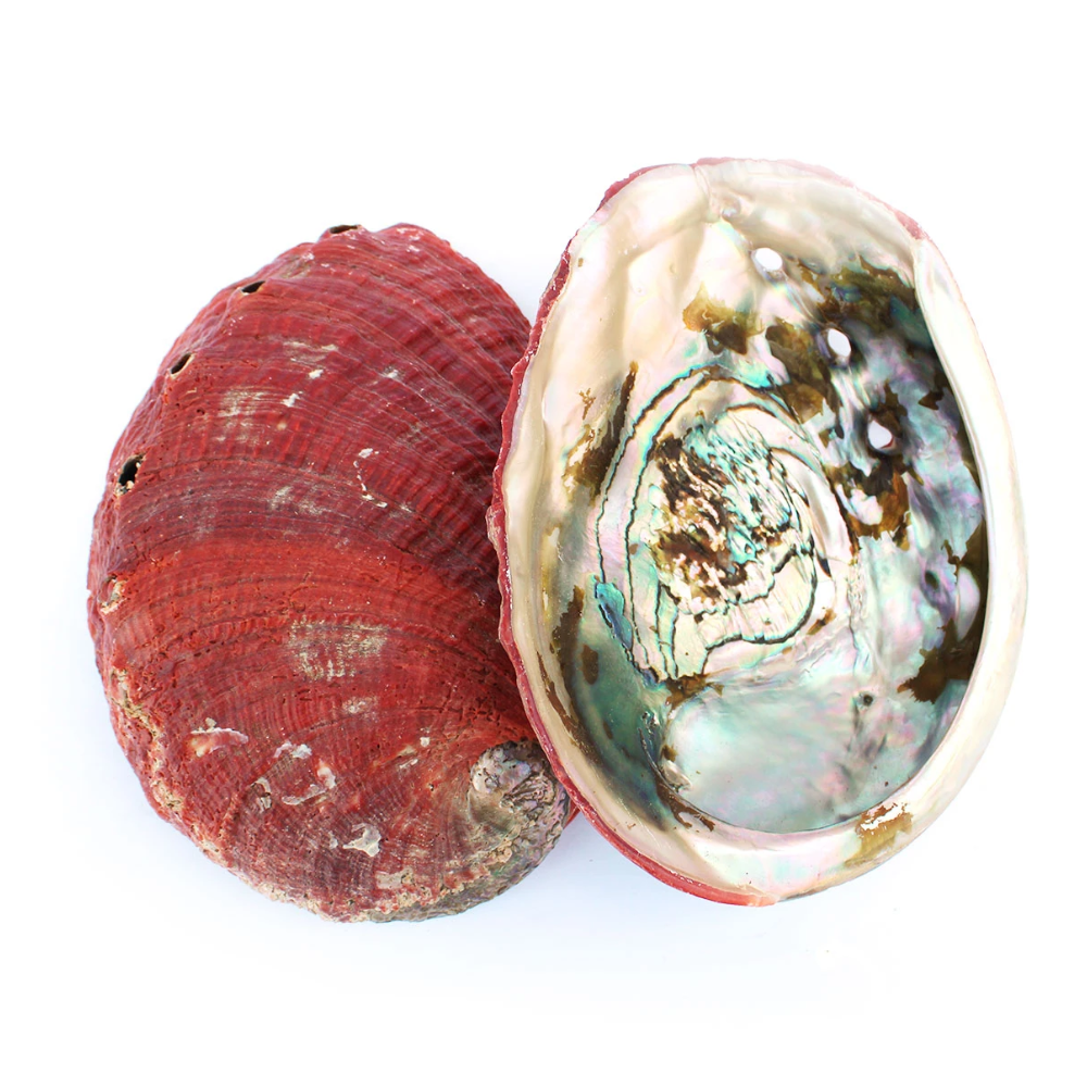 Red Abalone Sea Shell - 2 Pack - Yeyeo Botanica