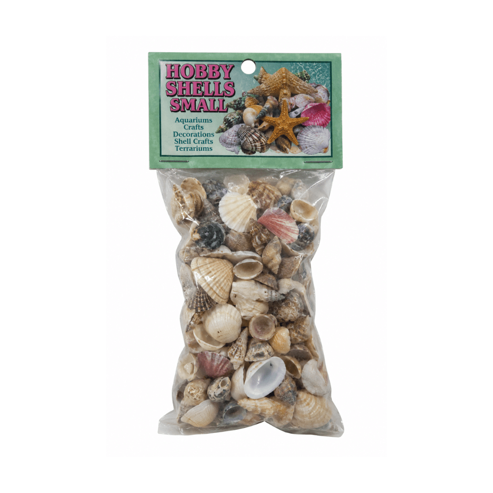 Sea Shell Mix - Small - Yeyeo Botanica