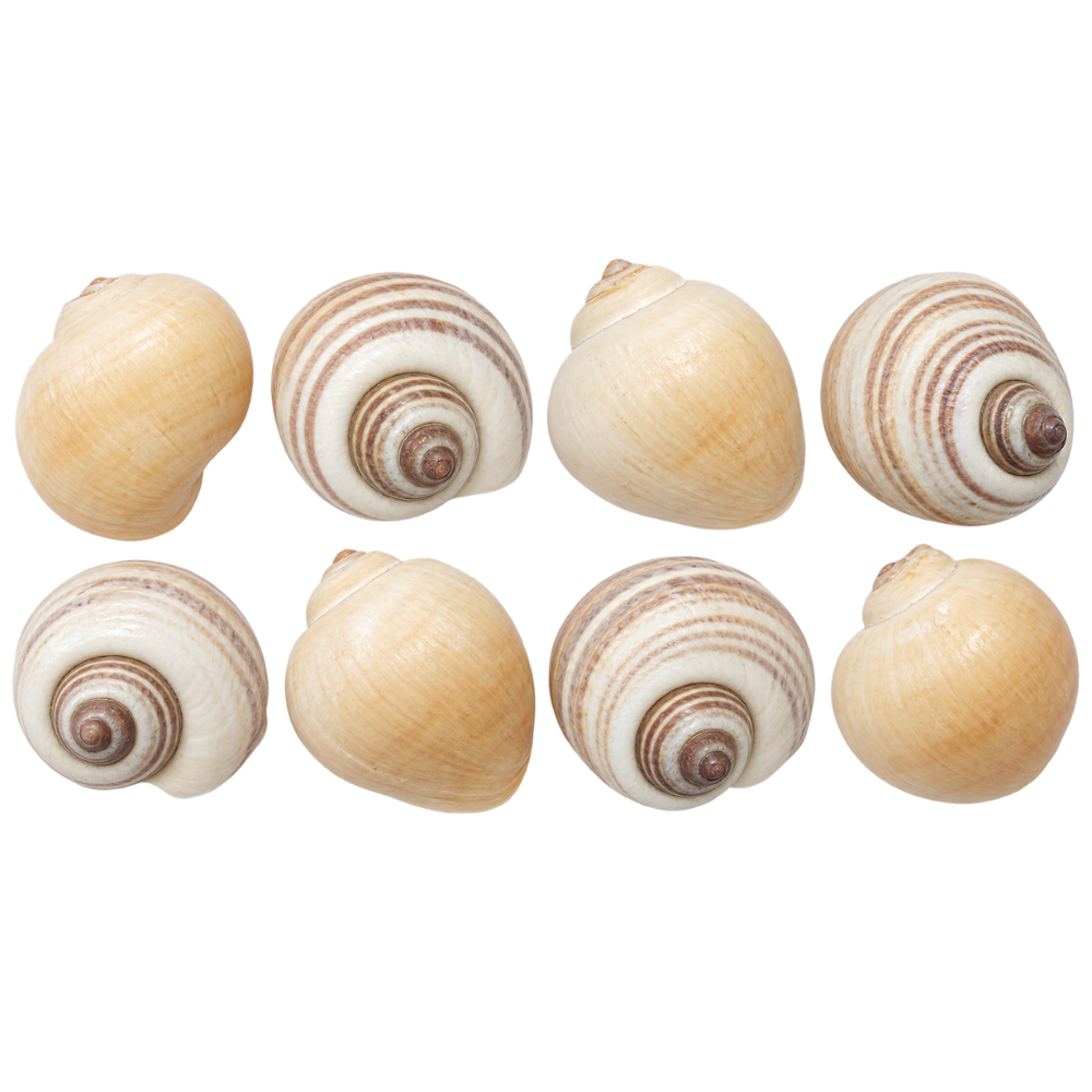 Snail Shell - 8 pack
