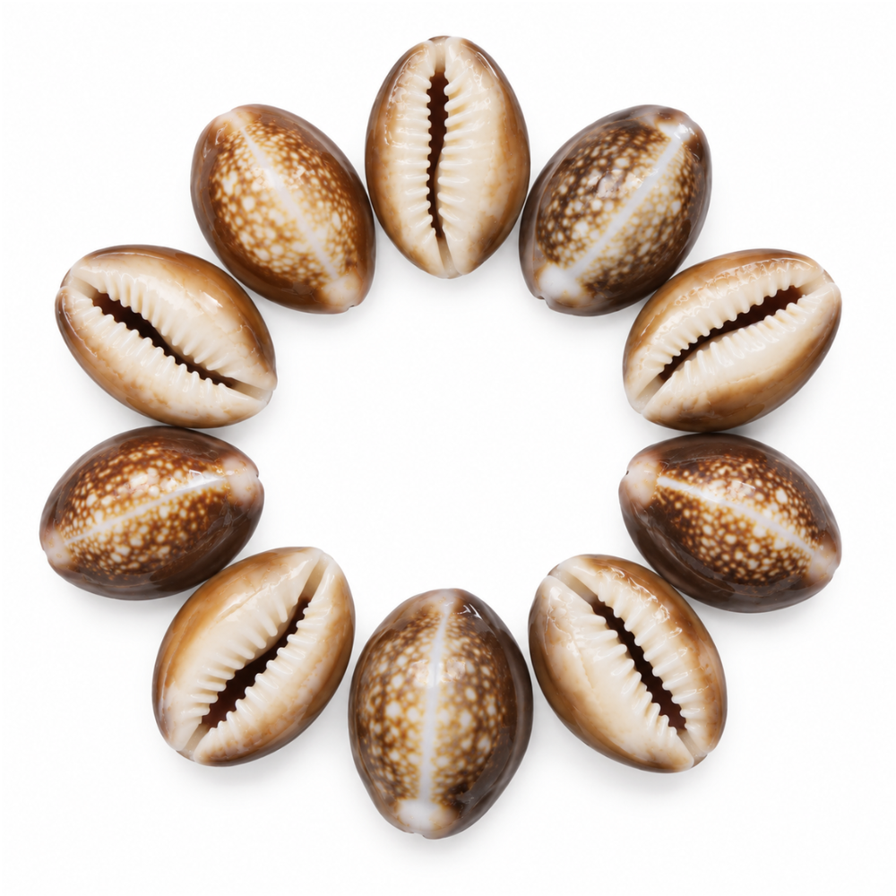 Snakehead Cowrie Sea Shell - 10 Pack