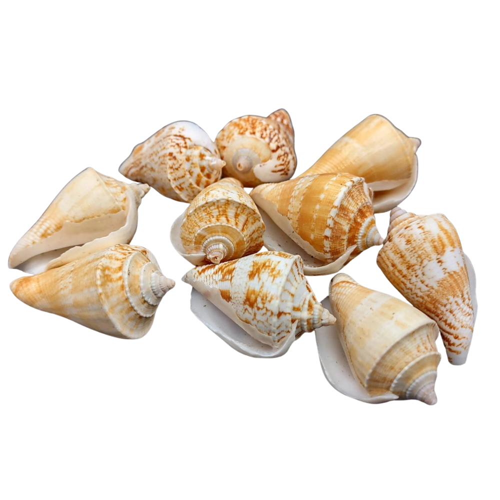 Strombus Sea Shells – 10 Pack
