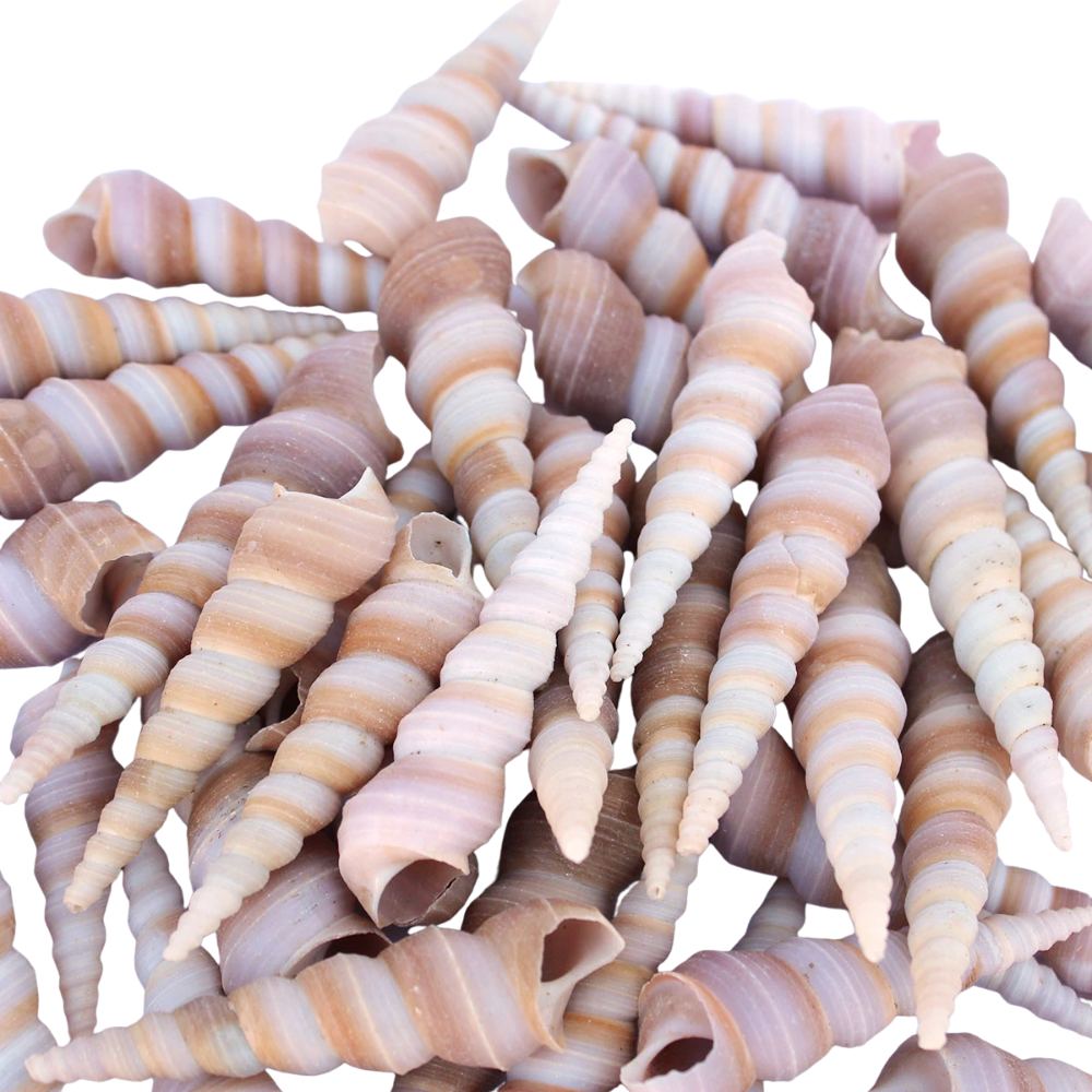 Turritella Sea Shell Pack