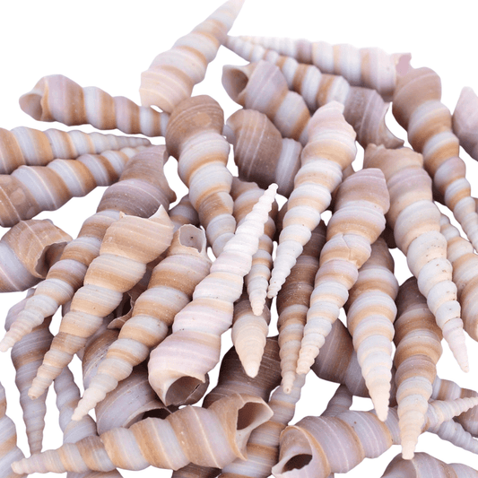 Turritella Sea Shell Pack - Yeyeo Botanica